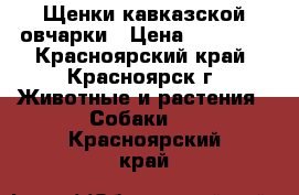 Щенки кавказской овчарки › Цена ­ 15 000 - Красноярский край, Красноярск г. Животные и растения » Собаки   . Красноярский край